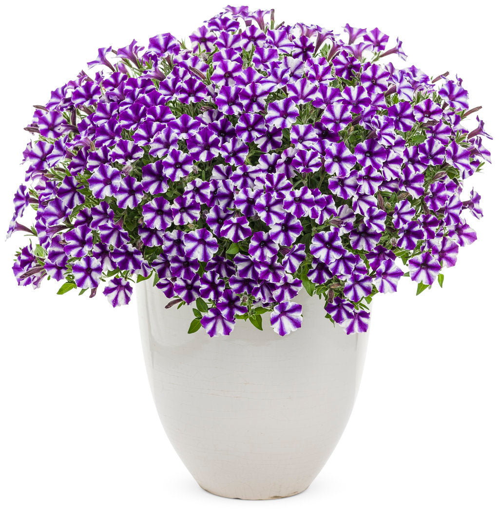 Supertunia Mini Vista® Violet Star Petunia | Proven Winners
