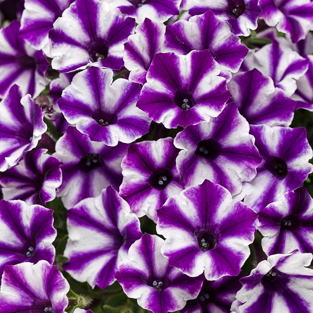 Supertunia Mini Vista® Violet Star Petunia | Proven Winners