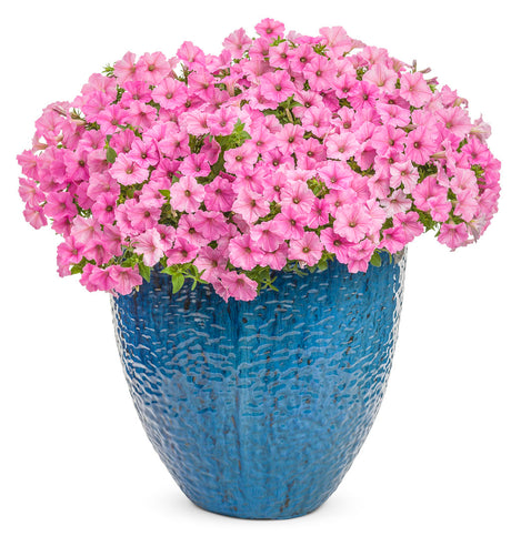 Pink petunia blooming in a nursery pot
