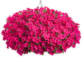 Supertunia Vista fuchsia petunia in a container