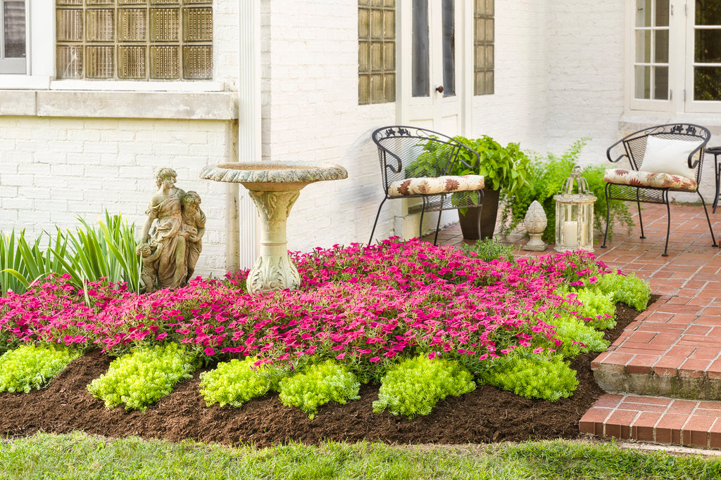 Supertunia Vista® Fuchsia Petunia| Proven Winners® – Creekside