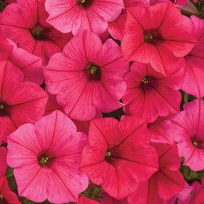 Supertunia Vista Paradise petunia in a nursery pot