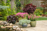 Hot pink Supertunia Mini Vista petunia in a container