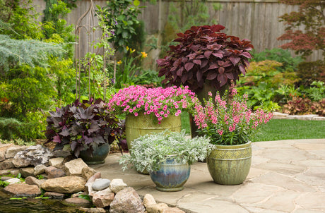Hot pink Supertunia Mini Vista petunia in a container
