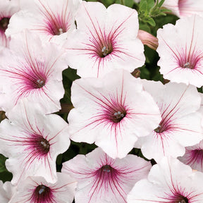 Supertunia Vista Silverberry petunia in a hanging basket