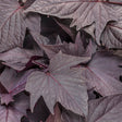 Dark purple sweet potato vine in a black nursery pot