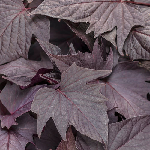 Dark purple sweet potato vine in a black nursery pot