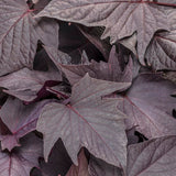 Dark purple sweet potato vine in a black nursery pot