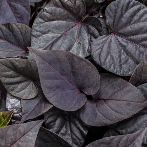 Dark sweet potato vine in a small nursery pot