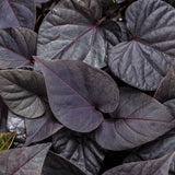 Dark sweet potato vine in a small nursery pot