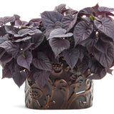 Dark sweet potato vine in a black nursery pot