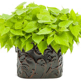 Sweet Caroline Sweetheart Lime sweet potato vine in pot