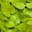 Sweet Caroline Sweetheart Lime sweet potato vine in a pot