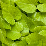 Sweet Caroline Sweetheart Lime sweet potato vine in a pot