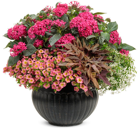 Sunstar rose pentas with pink blooms in a pot