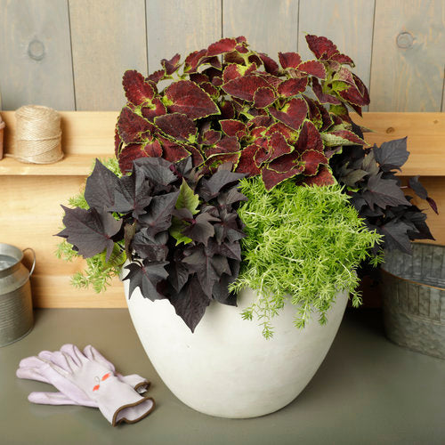 dark purple sweet potato vine in a nursery pot