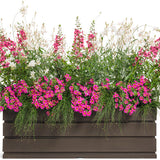 Superbells® Cherry Star | Proven Winners