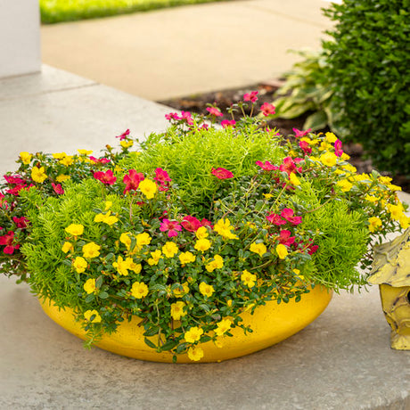 Yellow portulaca flowers in a pot, low growing succulent