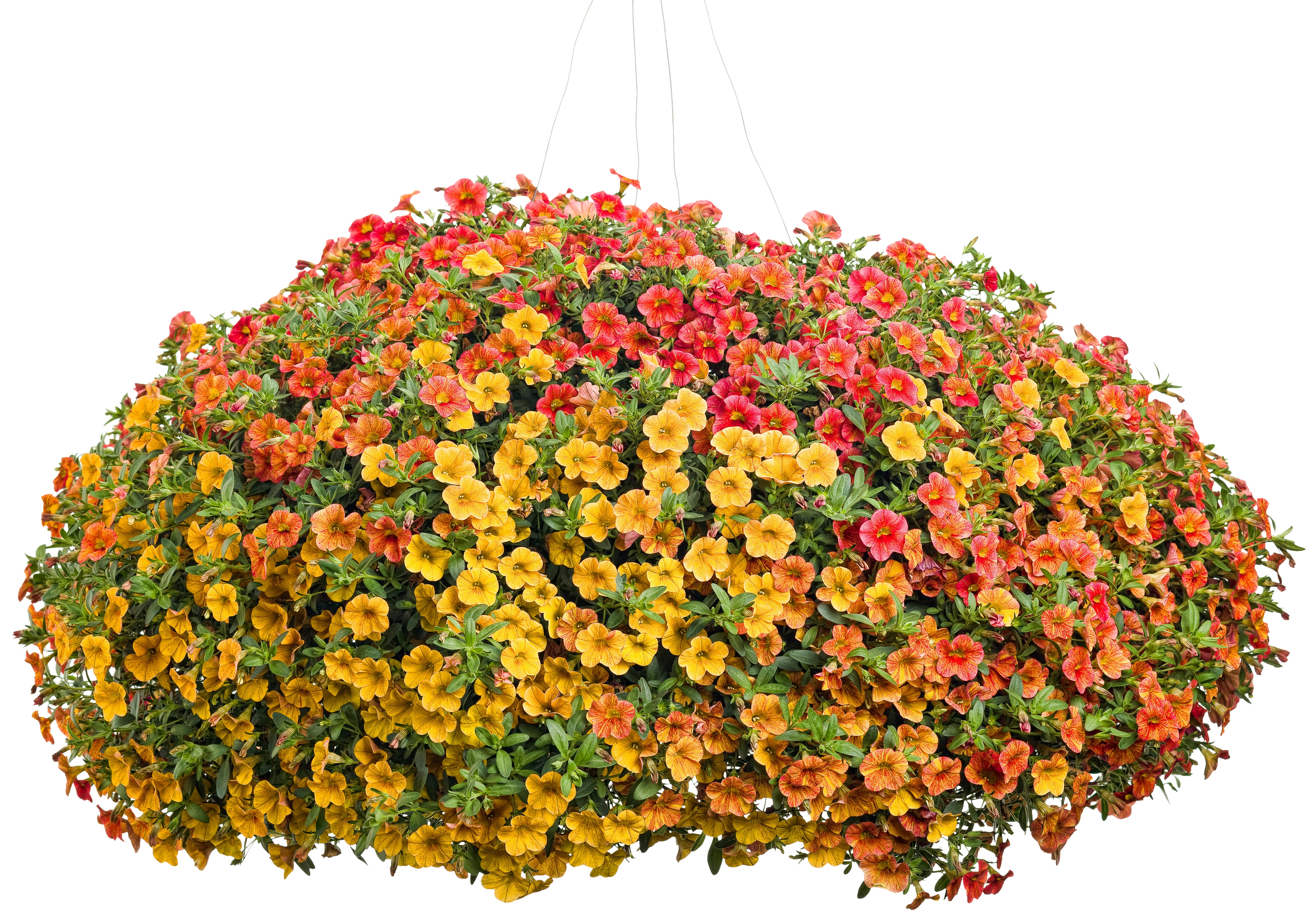 Superbells® Tropical Sunrise Calibrachoa – Creekside Nursery, Inc
