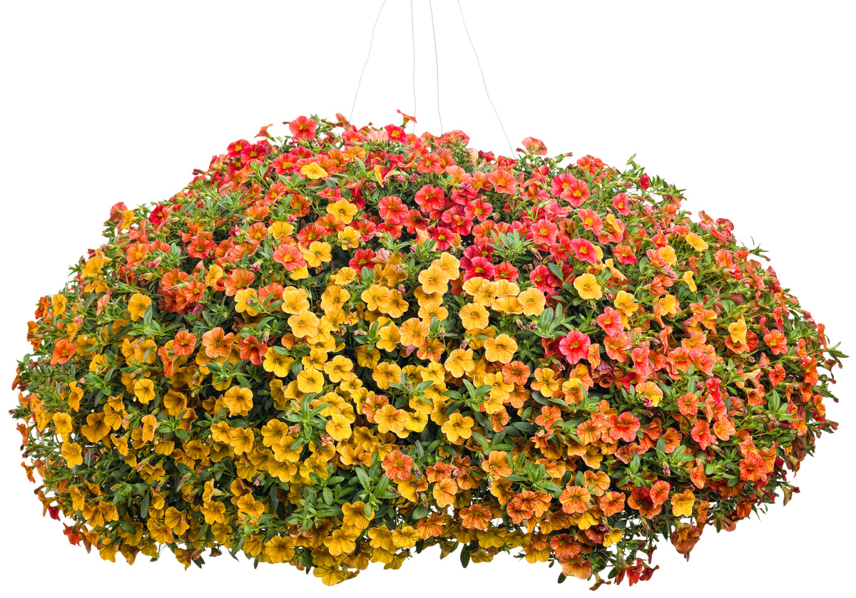 Superbells Tropical Sunrise calibrachoa in a pot, blooming flowers