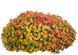 Superbells Tropical Sunrise calibrachoa in a pot, blooming flowers