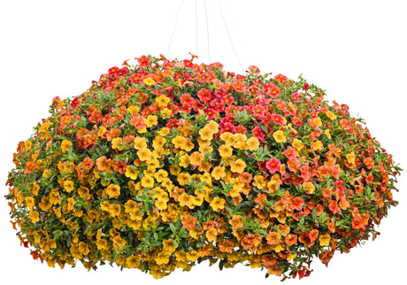 Superbells Tropical Sunrise calibrachoa in a pot, blooming flowers