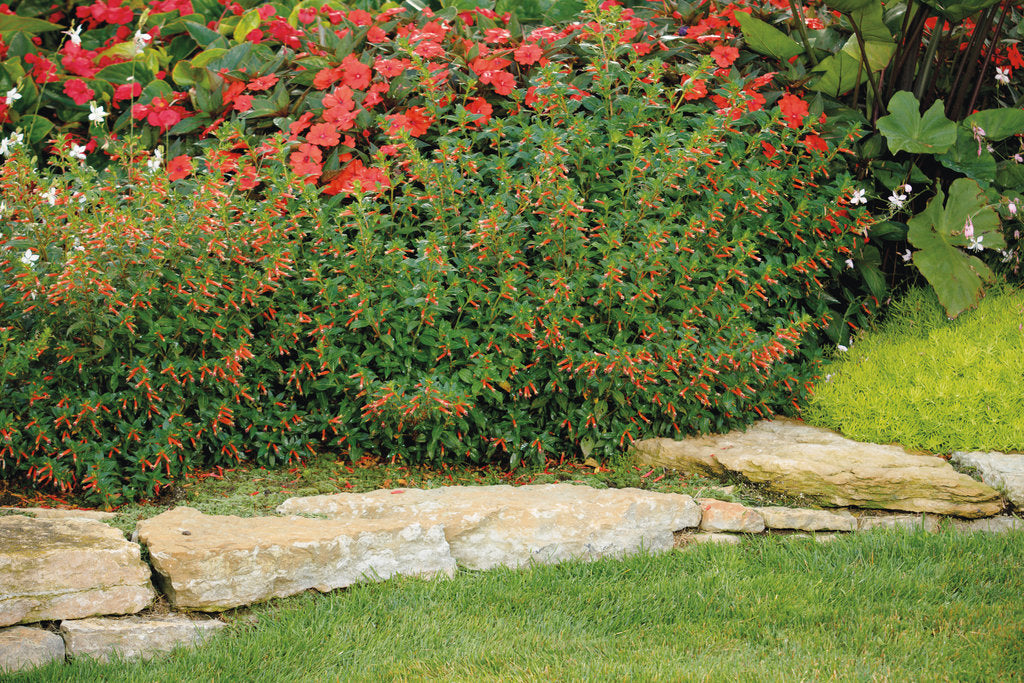 Vermillionaire® Large Firecracker Plant Cuphea | Proven Winners