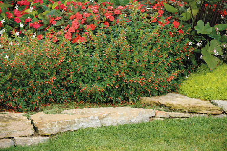 vermilion air plant Vermillionaire® Large Firecracker Plant Cuphea