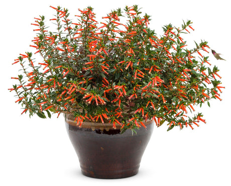 Vermillionaire firecracker plant in a nursery pot