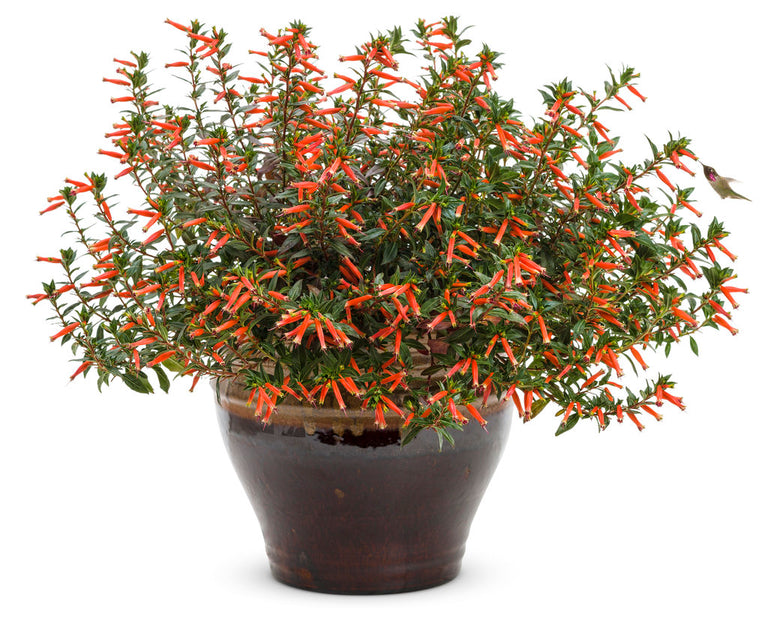 fire racker plant Vermillionaire Large Firecracker Plant Cuphea