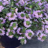 Whirlwind Blue scaevola in a container with blue flowers