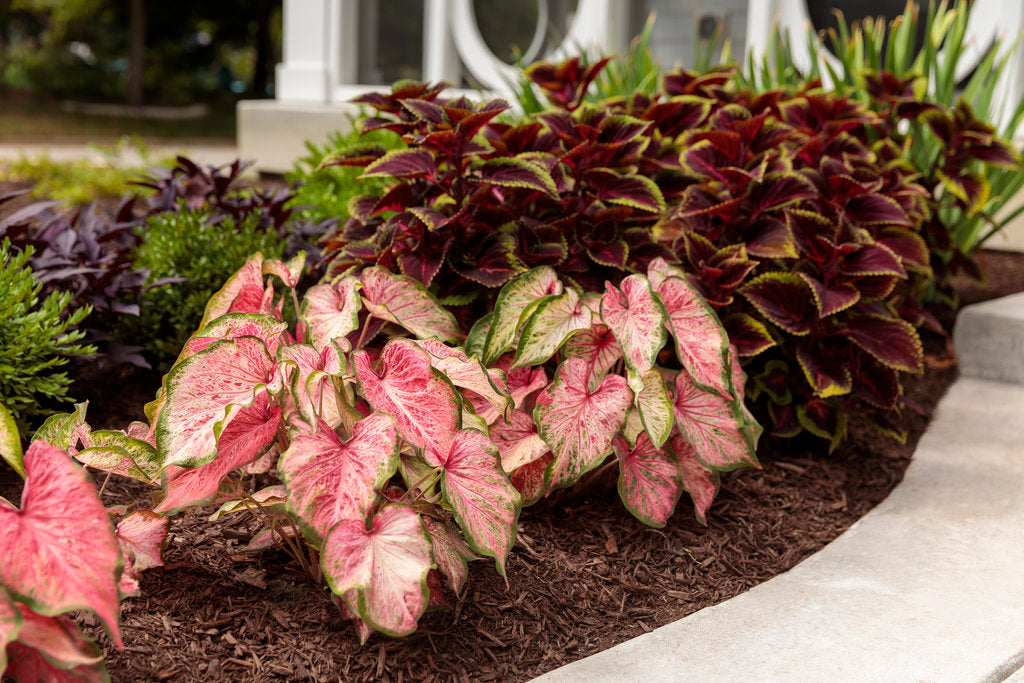 ColorBlaze® Wicked Witch™ Coleus | Proven Winners® – Creekside