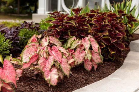 Coleus with dark purple leaves in a pot