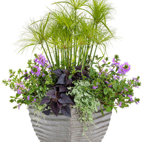 Whirlwind Blue scaevola in a pot with blue flowers